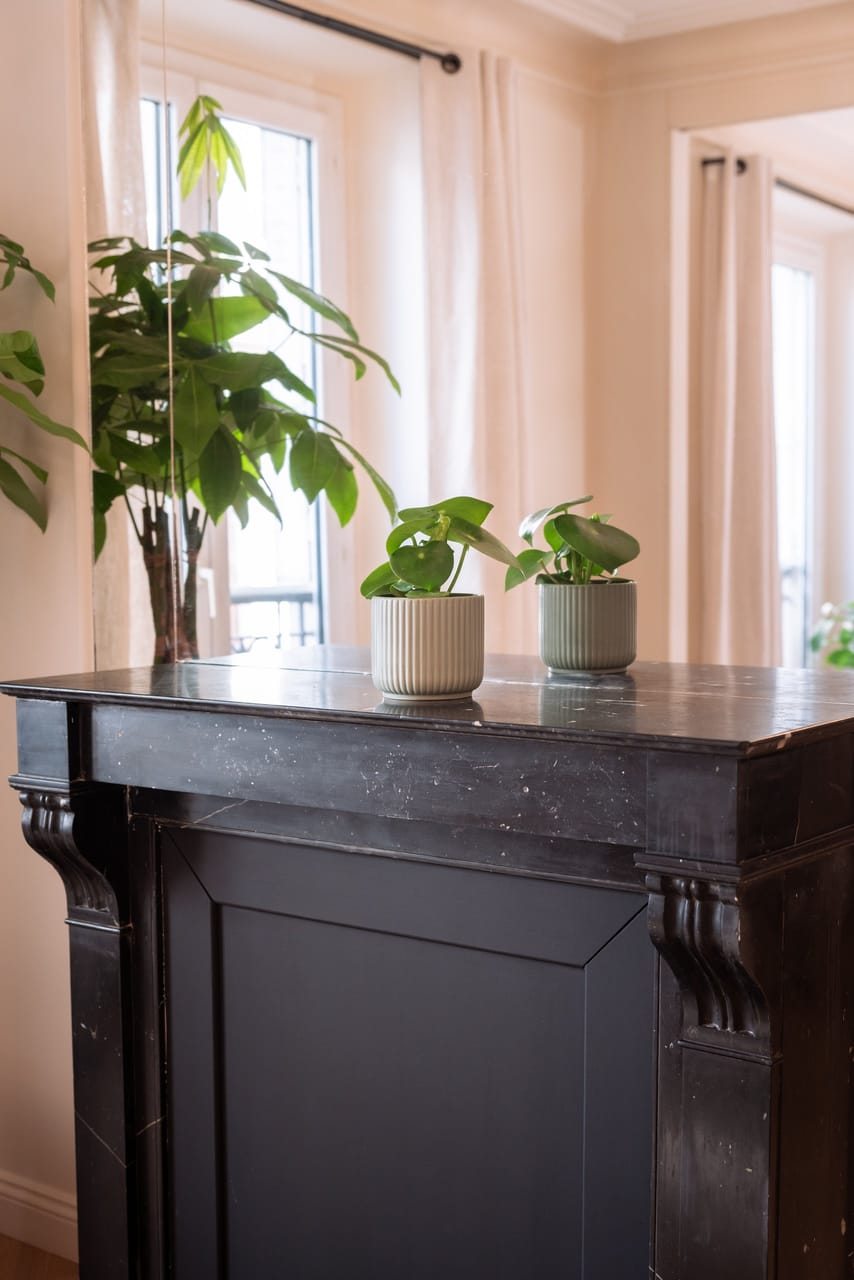 Cheminée en marbre noir et plantes